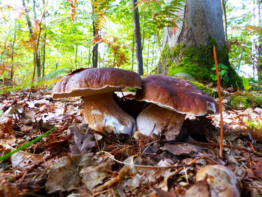 Sorties nature CERF78 2 - Office de Tourisme de Rambouillet