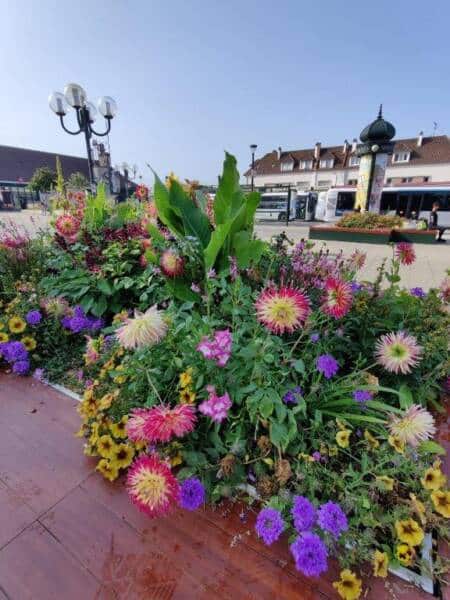 Rambouillet - fleurs