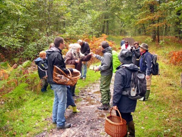 Sorties champignons - Dany fagot