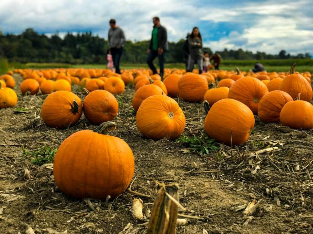 Vacances d'automne