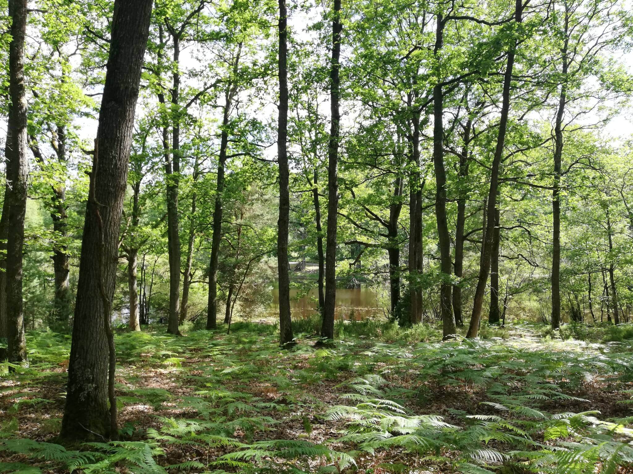 Forêt de Rambouillet - Les Rochers d'Angennes